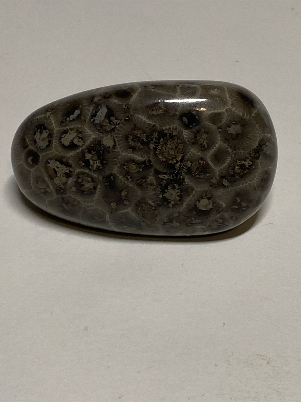 Polished Petoskey Stone Coral Lake Michigan Shoreline Rock 4.4 oz